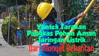 Yantek PLN Tarakan.pangkas Pohon