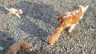 Six week old Cavalier King Charles Spaniel puppies interact with Mom! (2x)