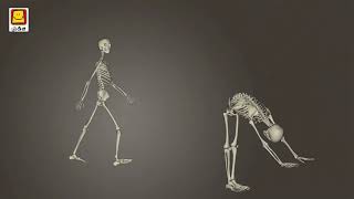 Skeletal Main Parts (Telugu) I అస్థిపంజరం ప్రధాన భాగాలు