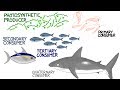 Marine Nutrient Cycle and Energy Flow