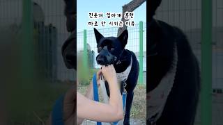 🐶How to use dog muzzle well without training #Blackjindo