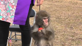 あいちゃん🐵は、いちご🍓を食べています。二助企画