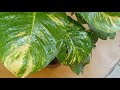 growing big leaf money plant with 60 days journey how to get big leaves on moneyplant