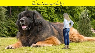 اب تک کے 20 سب سے بڑے کتے | Largest Dogs Ever Caught On Camera