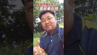 自然農栽培香料作物分享:你知道紫蘇有哪兩種嗎?