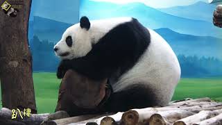 20230806 圓仔與行豐罐罐，吃完點心對這餐竹葉不感興趣 The Giant Panda Yuan Zai