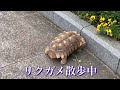 【マルプー😍子犬】お散歩デビューしました♯２１