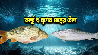 কার্ফু ও মৃগেল মাছের সেরা টোপ | Karfu and Mrigel Fish Fishing Top | Fishing Tips | Showkhin Fishing