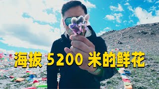 房车自驾西藏来到了318川藏线的最高点，海拔5200米的鲜花在烈日下争相绽放