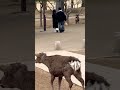 奈良のユニークな鹿と遊ぶ観光客🫎nara park▶️クリックでロングバージョンに移ります