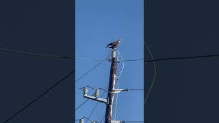 The regal eagle #eagles #usa #america #american #regal #birds #bird #majestic #wow