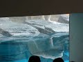 2013.11.3【男鹿水族館ＧＡＯ】シロクマ豪太さかさま･･･