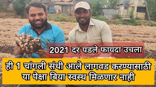 एक चांगली संधी आले लागवड करण्याची #आले शेती #अद्रक शेती 2021 #बिया खूप स्वस्त