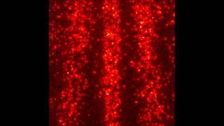 Quantum interference of single molecules: the movie