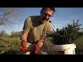 welcome to bonsai acres dave s bonsai e213