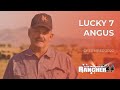 Lucky 7 Angus | The American Rancher