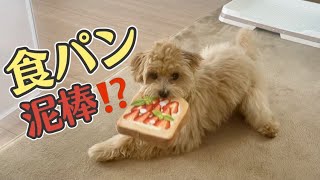 子犬マルプー新しいおもちゃに興奮‼︎【トイプードル×マルチーズ】