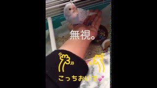 Vol.3『懐いてくれるか不安だった頃』セキセイインコのサクちゃん