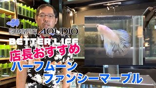 045ベタ専門店 アクディオ店長がオススメする ハーフムーン ファンシーマーブル