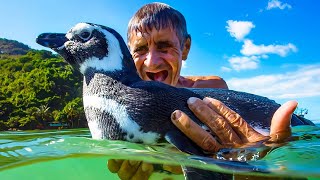 瀕死のペンギンを救った老人。野生に戻した後、誰も予想しなかったことが起こる【感動】