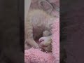 覗いたら起きてしまった子猫の鳴き声が可愛すぎ　かんちゃん2歳になりましたね