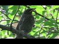 イソヒヨドリの雛　blue rock thrush chick