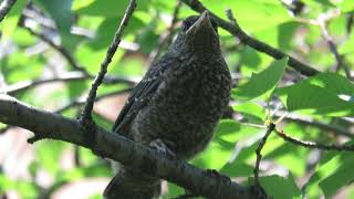 イソヒヨドリの雛　Blue Rock Thrush chick