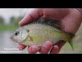 cheapest tiny crankbait vs expensive twin big bass