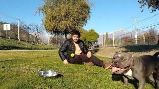 American Bully 藍色美國惡霸