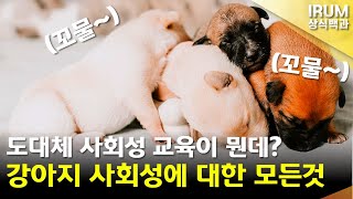 강아지 사회성 교육, 사회화 훈련을하는 이유와 방법에대해 준비해봤습니다!