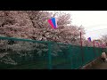 the cherry blossoms around the way