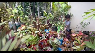 എന്റെ ചെടികൾ ,|fun gardening ||home  plants