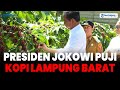 Jokowi Puji Kopi Lampung Barat, Mentan Apresiasi Metode Sambung Pucuk