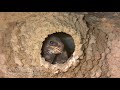 cliff swallows feeding young 4k