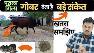 गीला गोबर देता है बड़े खतरे के संकेत 😱 समझिए 👉 गाय भैंस पतला गोबर करे तो क्या करें