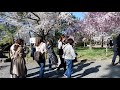 Maruyama Park Kyoto, Japan 2018 Sakura Season