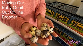 Moving Our Baby Celadon Coturnix Quail Out Of The Brooder