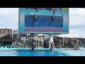 2024 11 30 シャチのトレーニング リン u0026アース編【公開トレーニング13 30 の回開催前】@名古屋港水族館