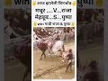 मथूर vs राजा आज झालेली बिनजोड✌️ trending हिंदकेसरी viral बैलगाडा मथुर राजा