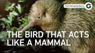 The Kiwi: Why New Zealand’s Famous Bird Defies Evolution | Full Documentary
