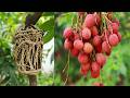 A great way to propagate your lychee tree by air layering!