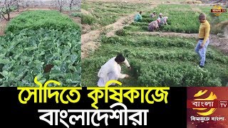 সৌদি আরবে কৃষিকাজে বিপ্লব ঘটিয়েছেন প্রবাসী বাংলাদেশীরা