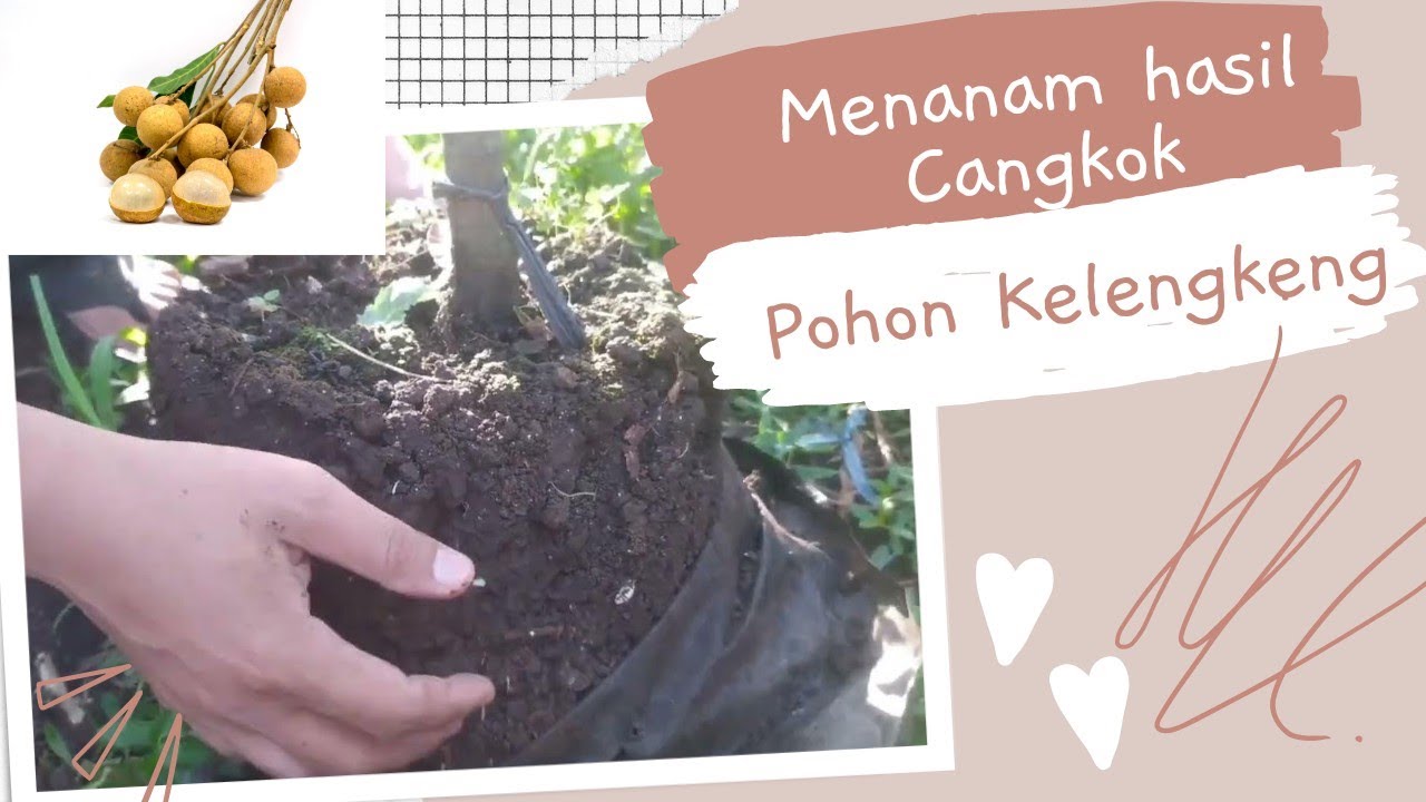 Menanam Pohon Kelengkeng Hasil Cangkokan - YouTube