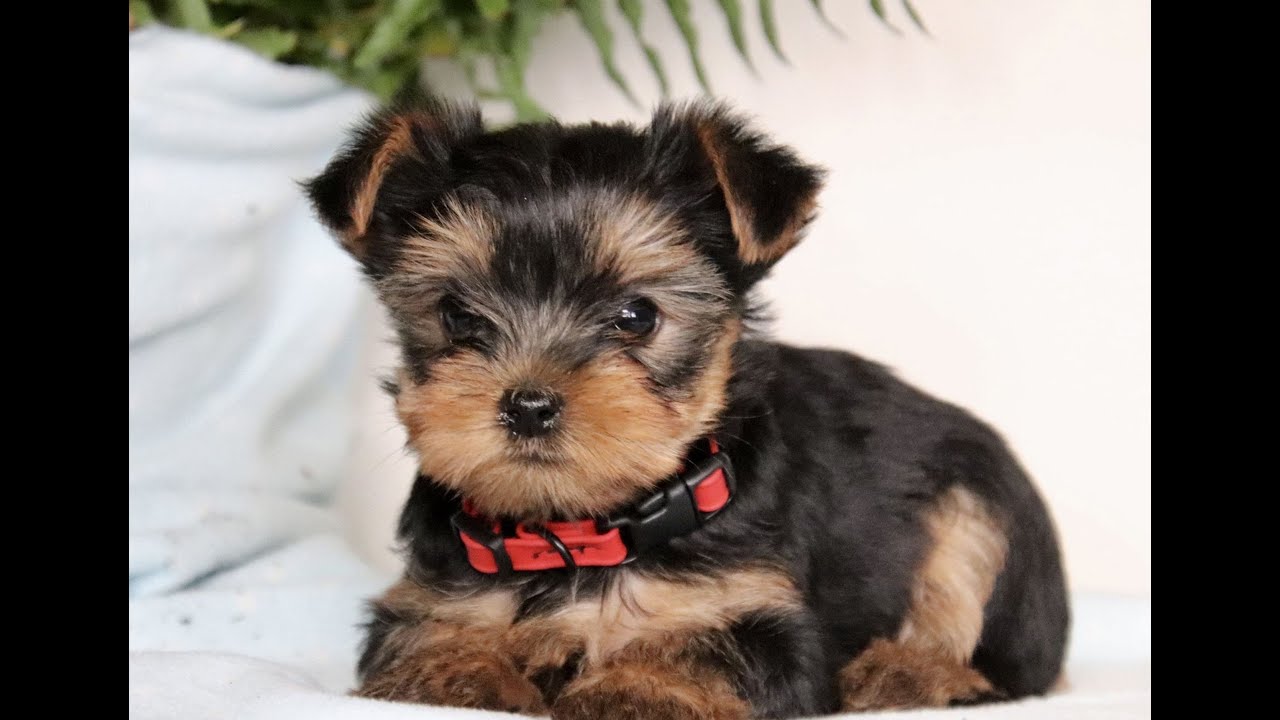 Yorkshire Terrier Puppies For Sale - YouTube