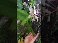 Tanam orkid phalaenopsis di batang pakis