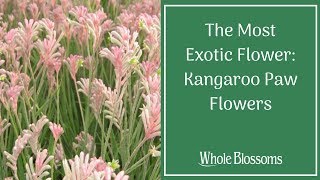 Kangaroo Paw Flower: One of The Most Exotic Flowers