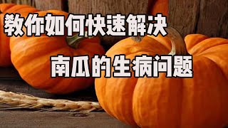 教你如何快速解决南瓜的病害问题【付老师种植技术团队官方频道】