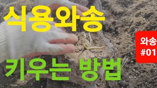 와송 바위솔 키우는 방법 식용 방법 효능