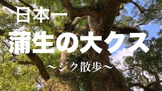 日本一！蒲生の大クスにゆく。ジクサー150でジク散歩