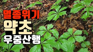 약초산행! 산에서 아무거나 캐면 큰일 납니다! 멸종위기 식물 보호하자! 우중산행 중 만난 도깨비부채! Country life